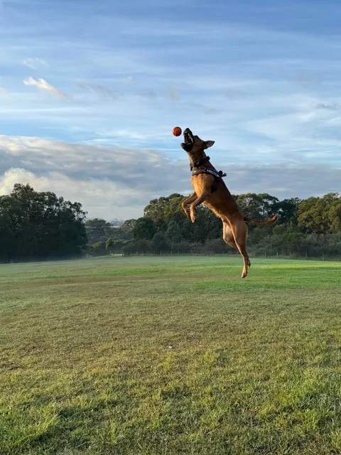 This is my cuddle monster Hector. His chin is on my shoulder as I post this