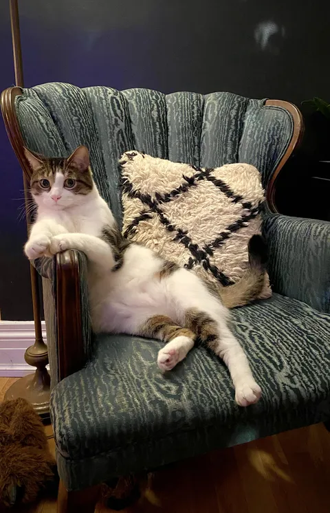 Buddy when he's waiting for all the gossip about the cats I saw outside.