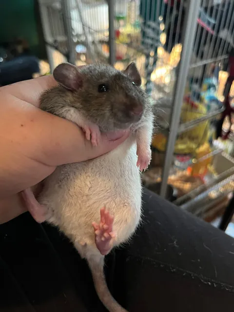 could this girl be pregnant?