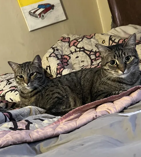behold, my two headed cat