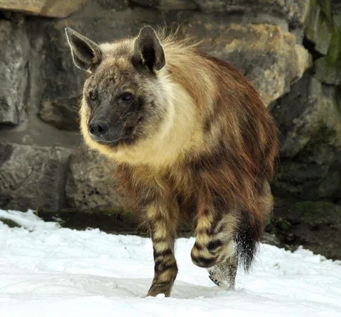 As they once lived in Europe during the ice age, both Spotted and Brown Hyenas possess a dormant gene for growing winter coats that can still activate if they find themselves in a cold climate.
