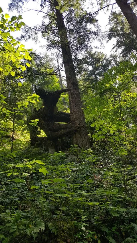 This tree I found hiking looks like a forest monster watching over you.