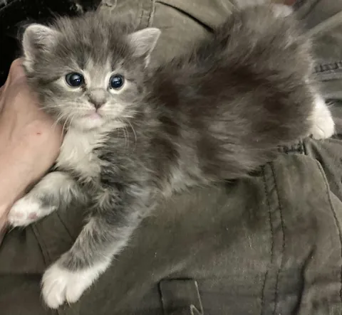 This is my kitten named Tippy