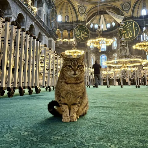Cat with a high aura in Hagia Sophia, Turkey