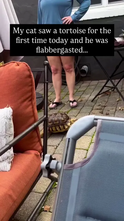 Orange cat can’t believe his eyes 🐈 --rileysreptiless