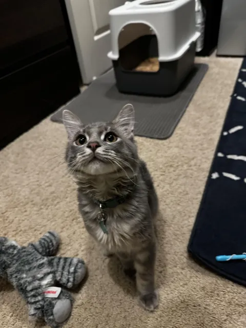 Going through a breakup, please show me your kitties (especially bonded pairs)