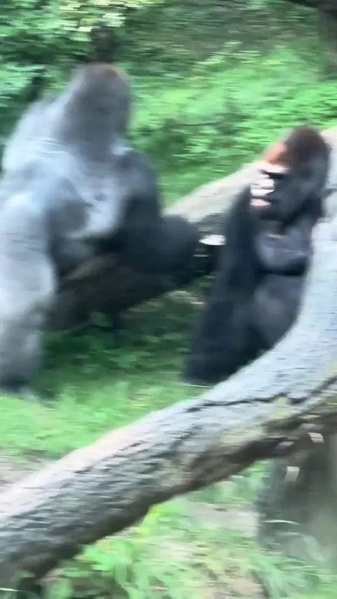Nervous Gorilla attempts to reconcile with his brother after a fight