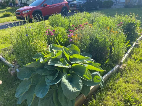 My wife doesn’t like what she calls my “chaos garden”.