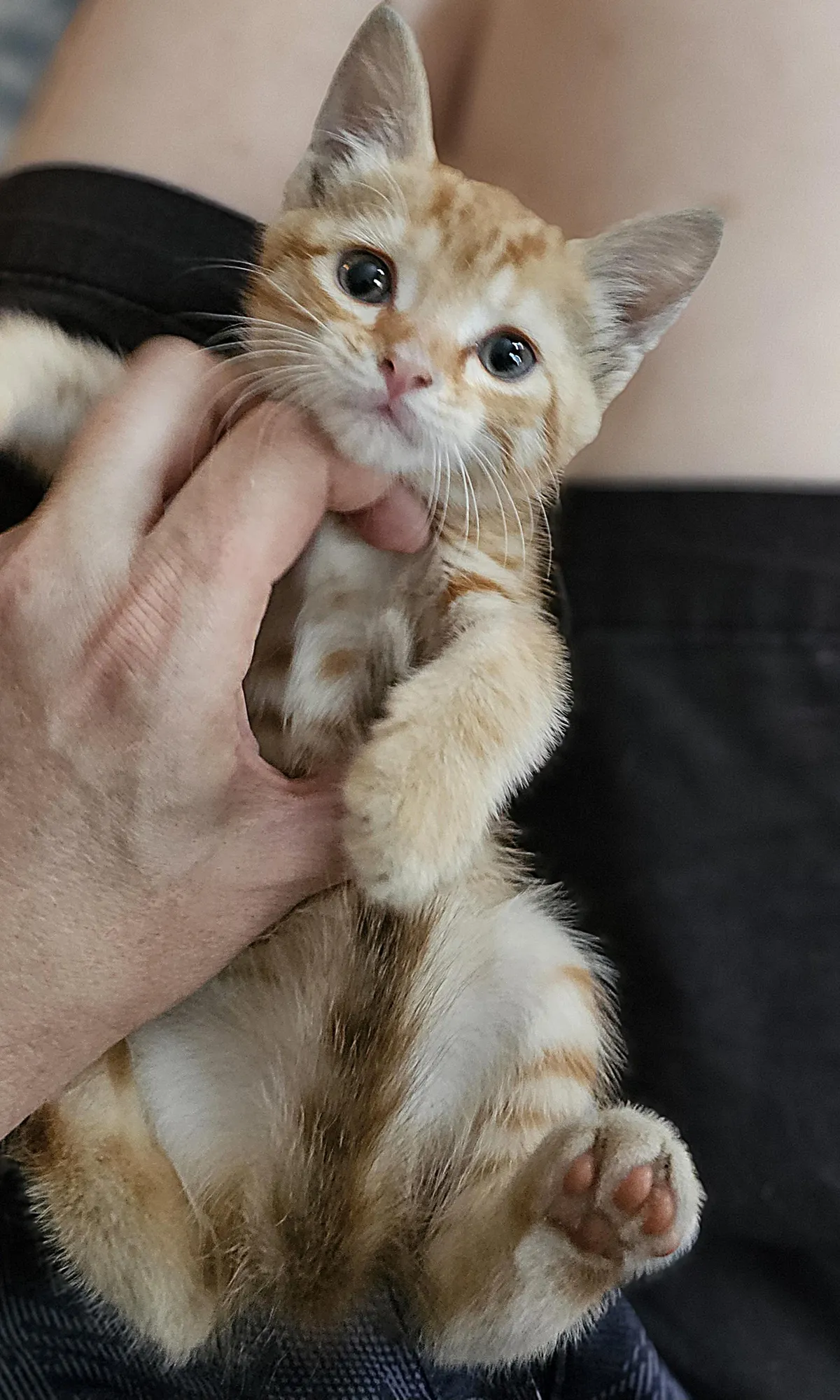 My friend rescued a kitten from the street.