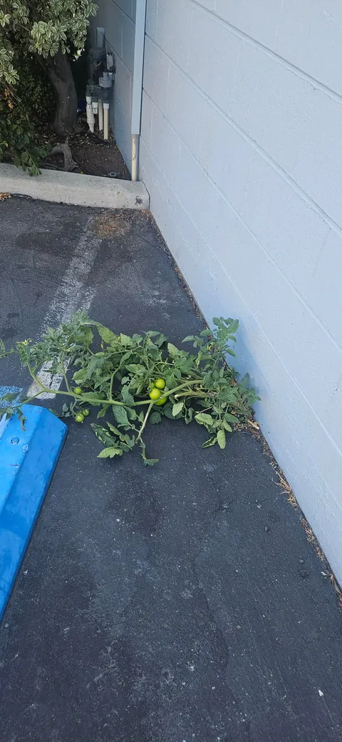 I thought someone ripped up a tomato plant and threw it in the parking lot.