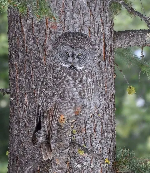 Owl Camouflage Caught on Camera