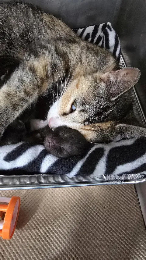 Don't you dare wake the baby