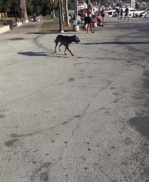 Dog’s got his own game!