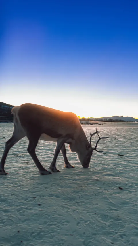 Some of my photos from Tromsø, Norway in mid January