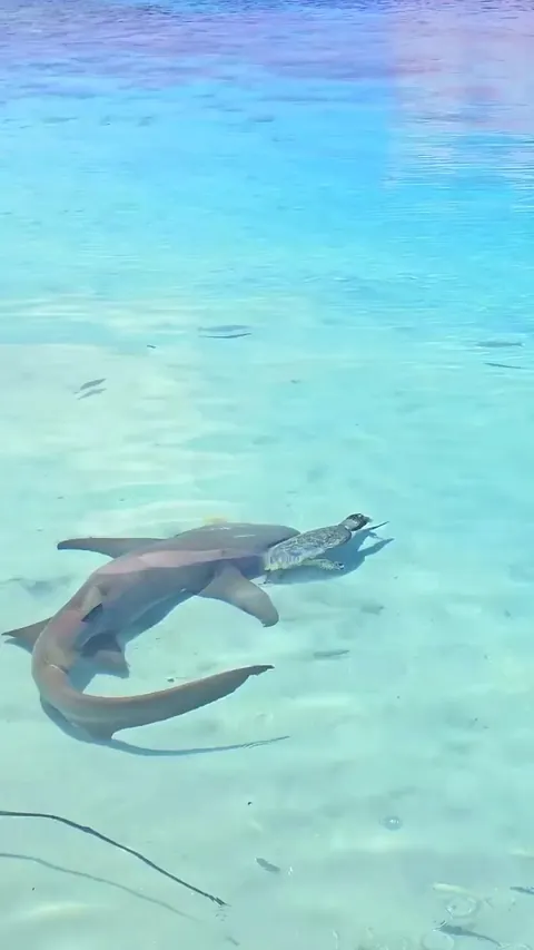 🔥 At first it looks like a shark is stalking the turtle… but nature had other plans.