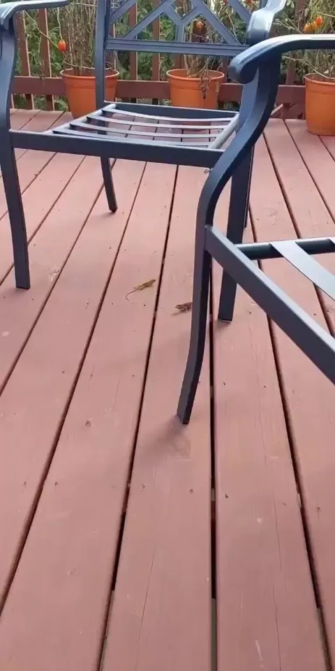 🔥 Two lizards in a standoff