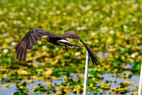 🔥 The Endangered Florida Snail Kite
