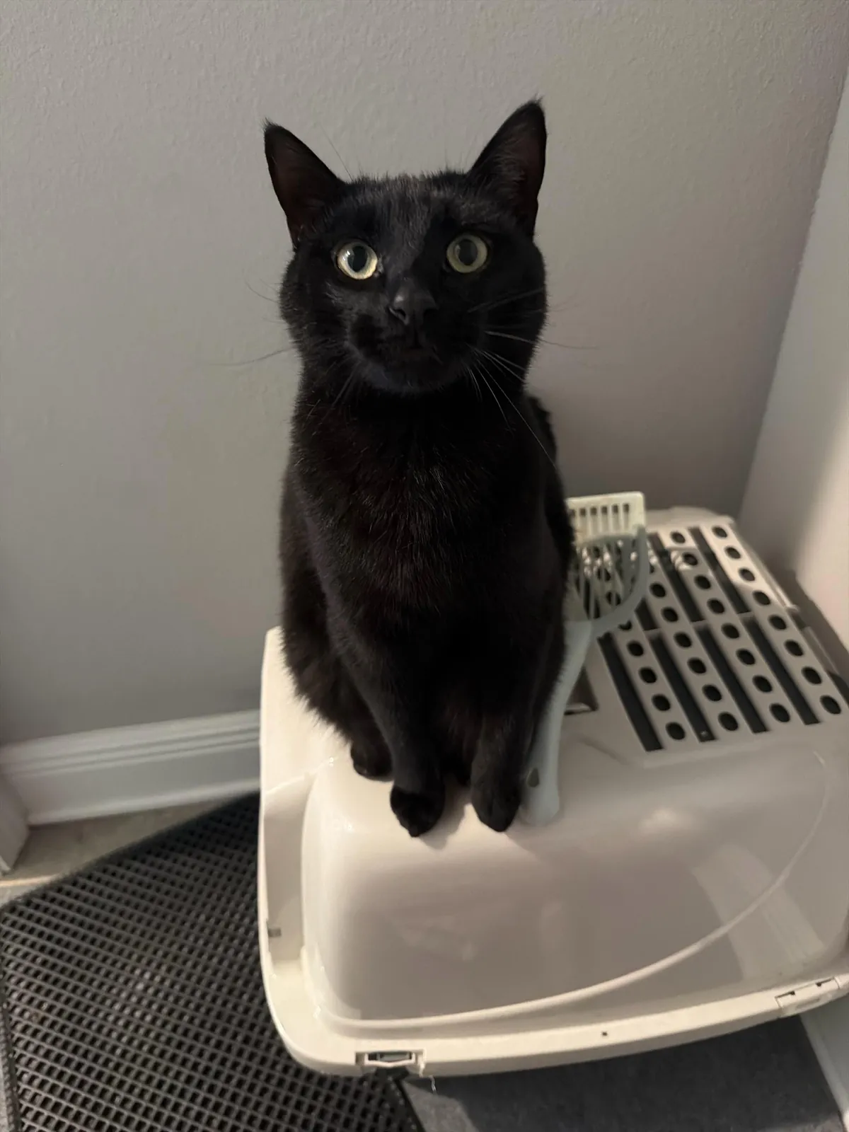 Why can’t he meow?