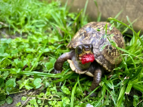 I made a viral post last year about a female box tortoise that I befriended after giving her some raspberries. Well, guess who just showed up again in my garden this year?