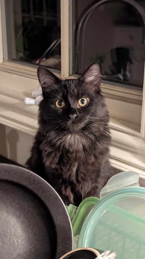 Our lil rescue, she was found in a parking lot at 2 weeks old