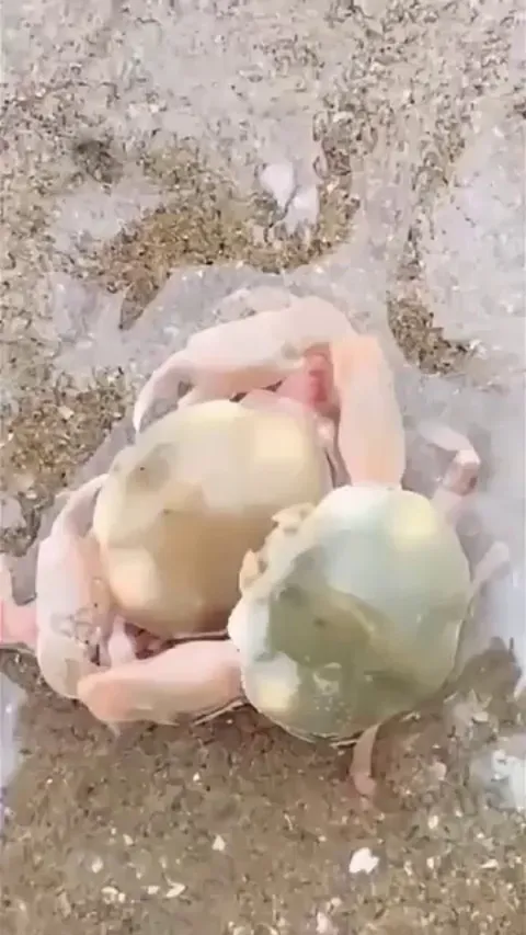 Little crab protects his wife hugging him from a human