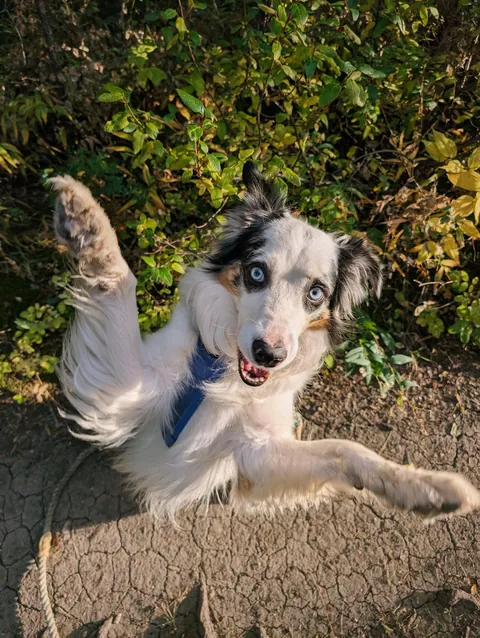 Here are some pictures I took of Milo today! We had a lovely autumn hike.