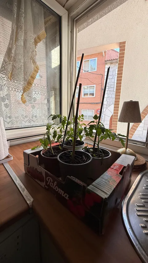 My non-aesthetic kitchen this morning.