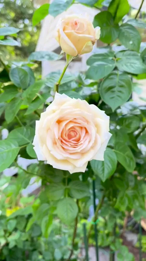Each year green tree frogs take shelter in my roses. Raleigh NC