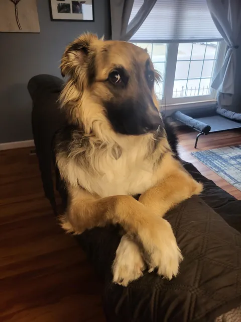 An old picture from when I first got my dog(Jan 2024) and her now