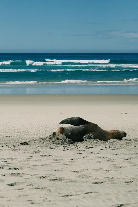 First days in New Zealand: The Catlins