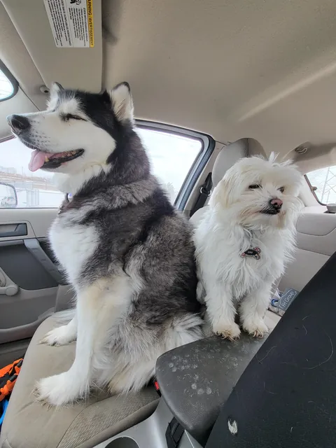 My dog just turned 16! The vet made her a drivers license, isn't that so cute!