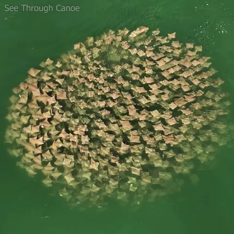 🔥 A rarely filmed (if ever) spherical school of circling Cownose Rays