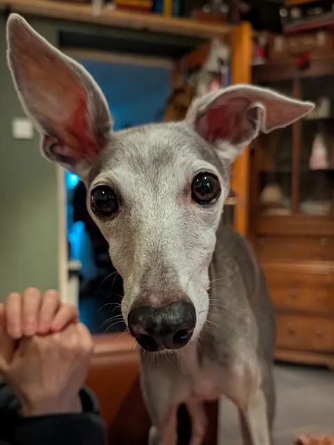 Never quite grew into his ears...