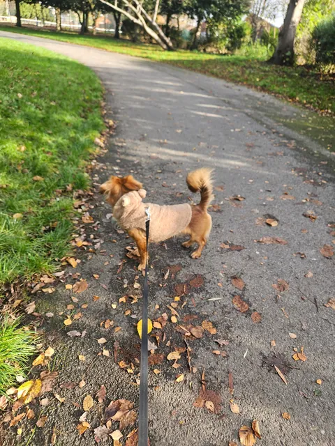 Contagious happiness in a small package