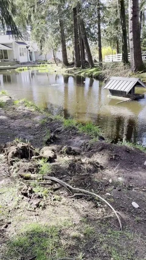 Duckling hatched too early and is now zooming around the pond well moms still sitting on eggs in the coop