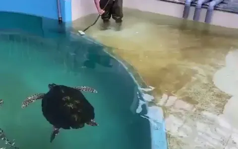 A turtle that wants his shell polished and gets in the way of cleaning.. 😅