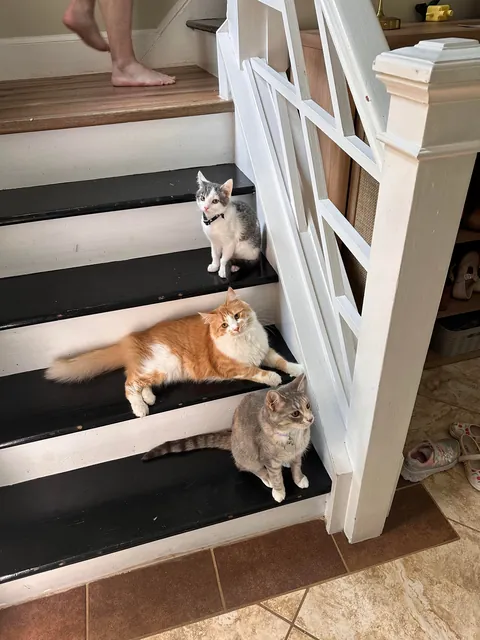 The bonded trio