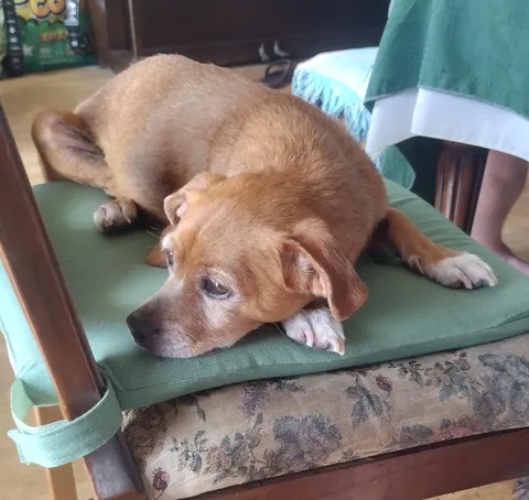 Good thoughts for a sick pupper