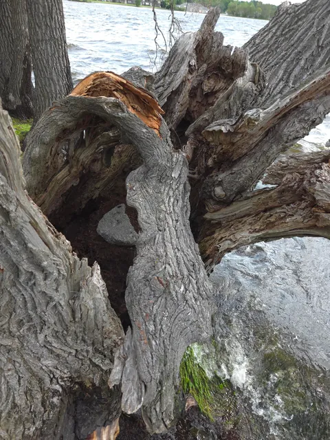 This tree has been split apart, hollowed out, battered by storms, and still refuses to stop growing. [Discussion]