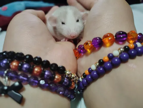 Souplings are two weeks old now