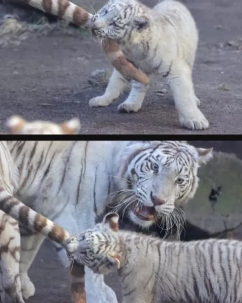 Nothing in nature is stronger than a mother