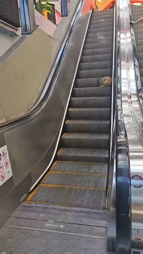 A dog discovers escalators
