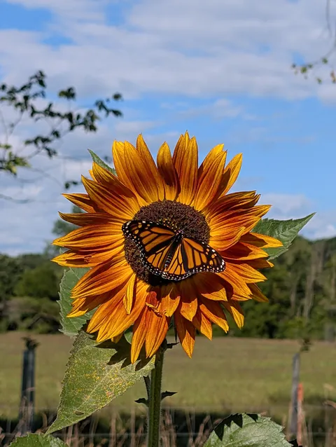 ITAP of a Butterfly on a Sunflower