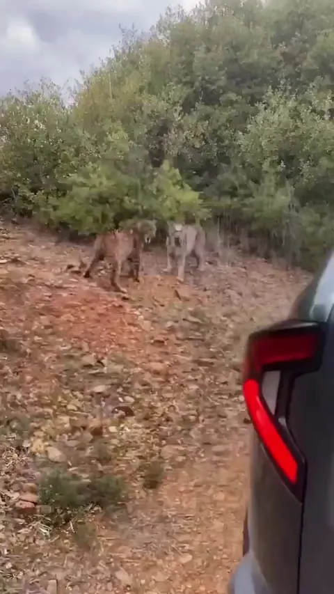 Two Iberian lynxes engaged in an unusual fight.