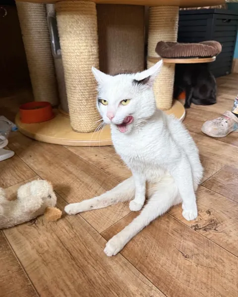 Yolanda is always so happy when I visit her at the cat hospice. Other hospice cats are included