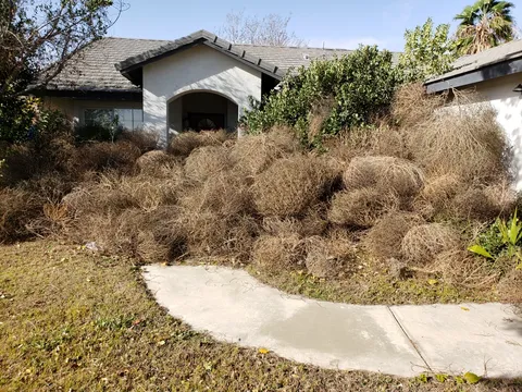 These tumbleweeds that piled up in front of my brother's house