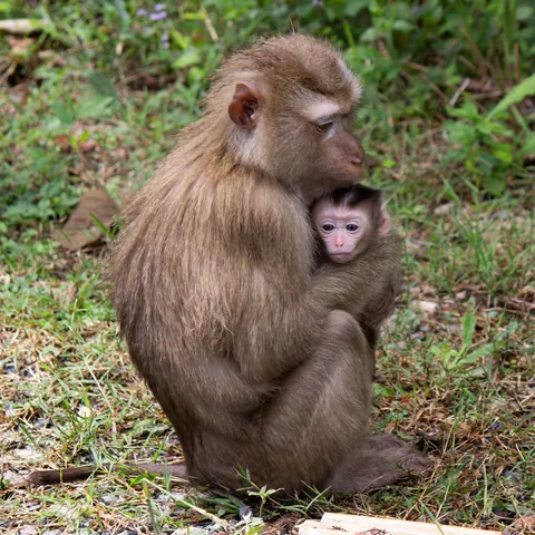 Some Thai wildlife shots from over the last year