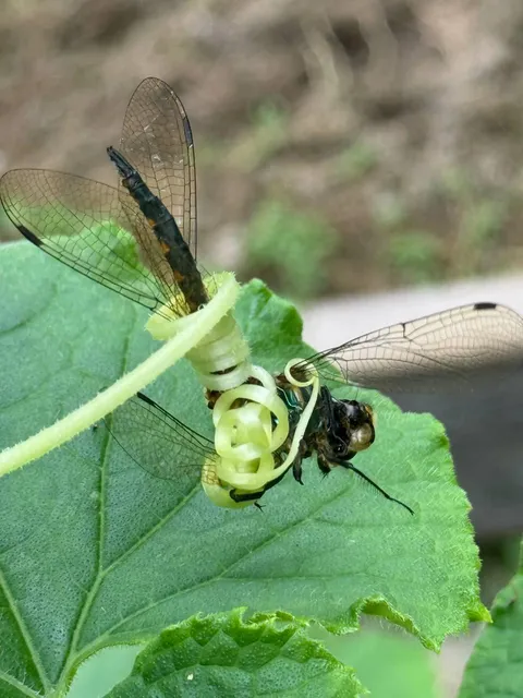 I don’t understand how this plant caught the dragonfly.