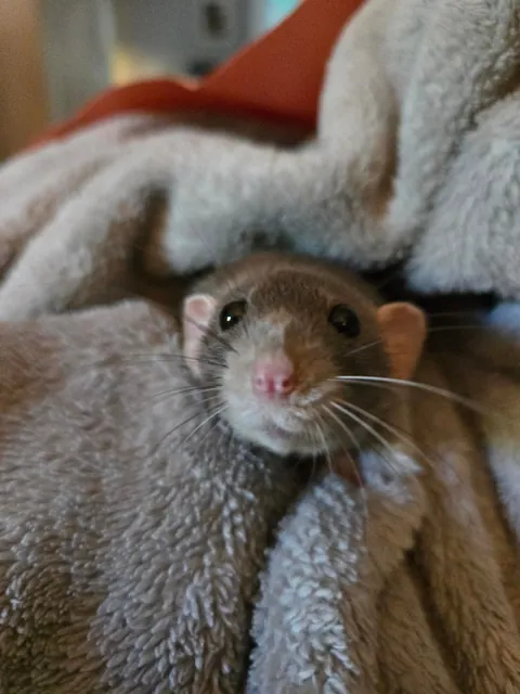 Jimily is over overweight!