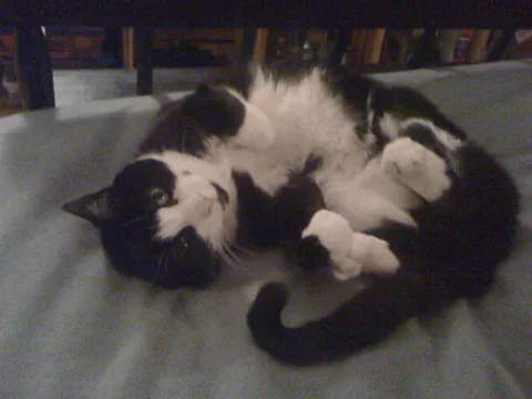 My cat of 17 years finally departed for heaven earlier this morning